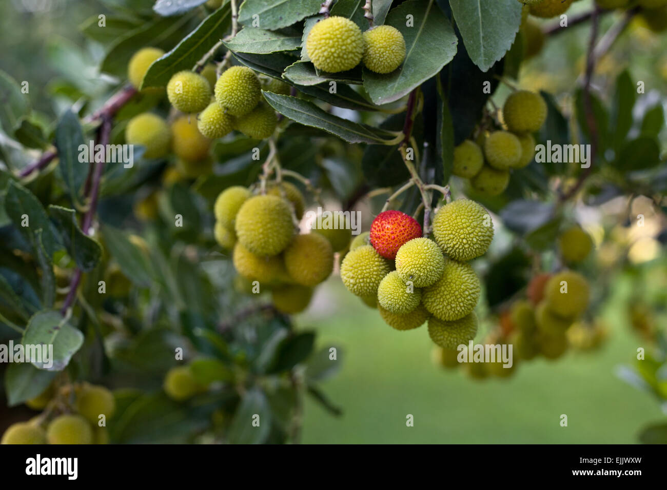 Irish strawberry tree with one red ball Stock Photo