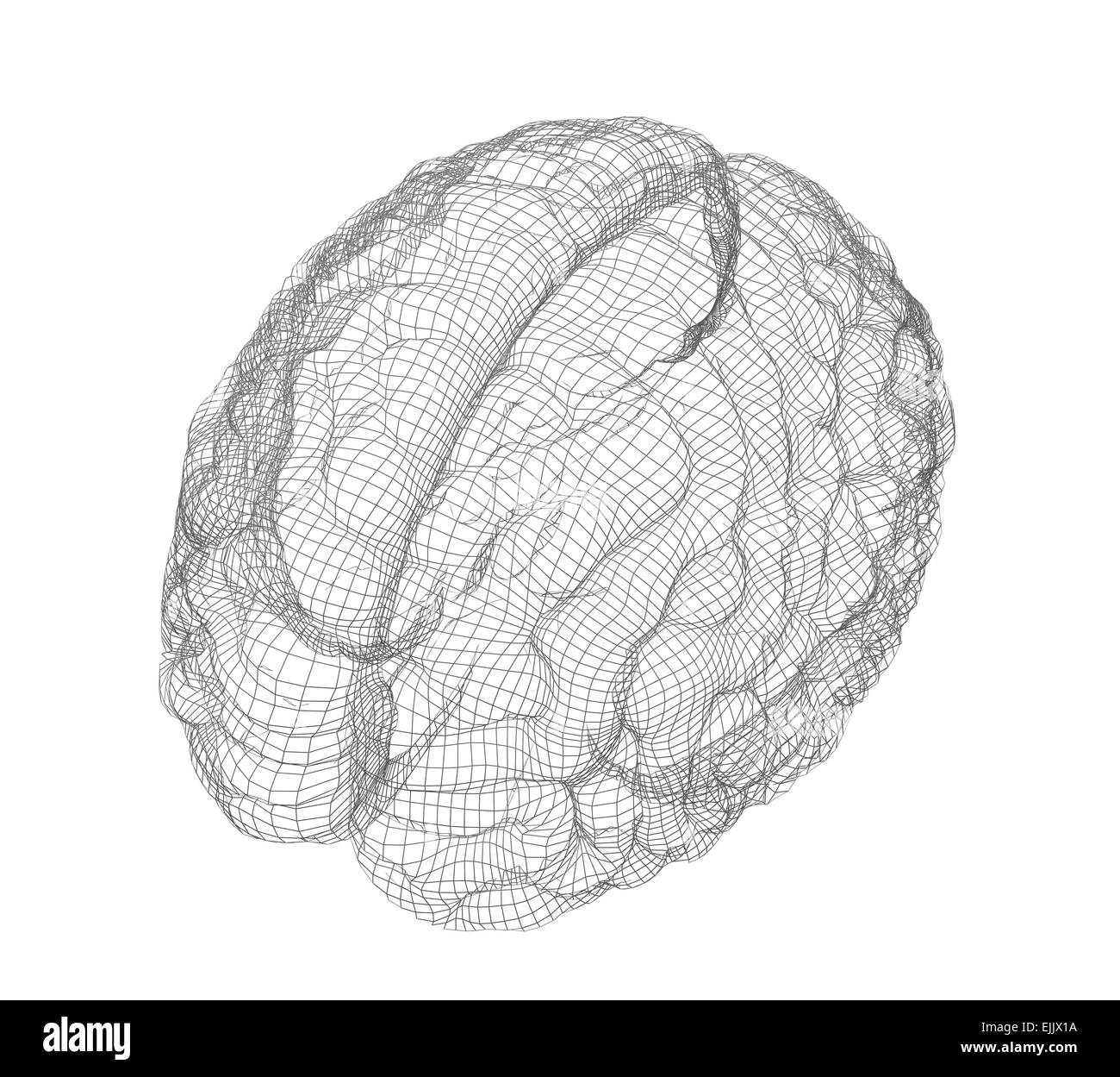 Wire-frame of brain with occipital region Stock Photo