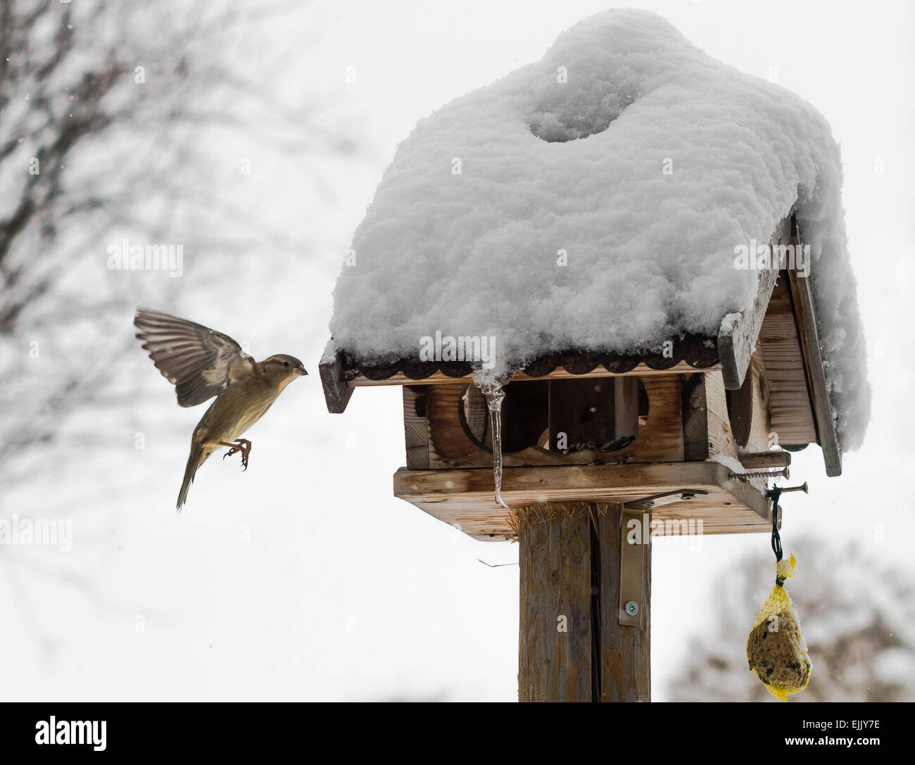 A Bird Finch Is Preparing To Land At A Snow Covered Bird Feeder