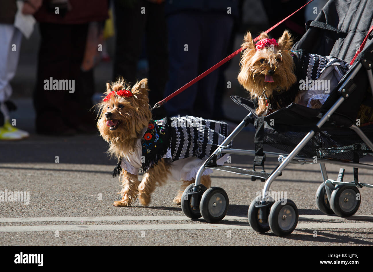 Dog performers take part in the Carnival parade of comparsas at Badajoz City, Spain Stock Photo
