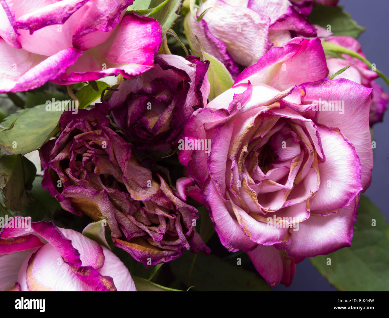 faded roses Stock Photo Alamy