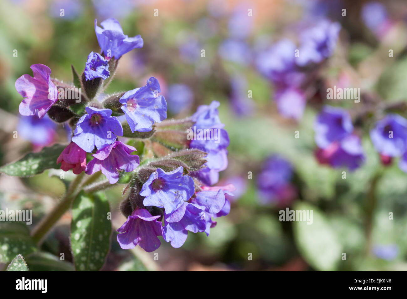 Pulmonaria officinalis (Lungwort) a common garden flower of spring. Stock Photo