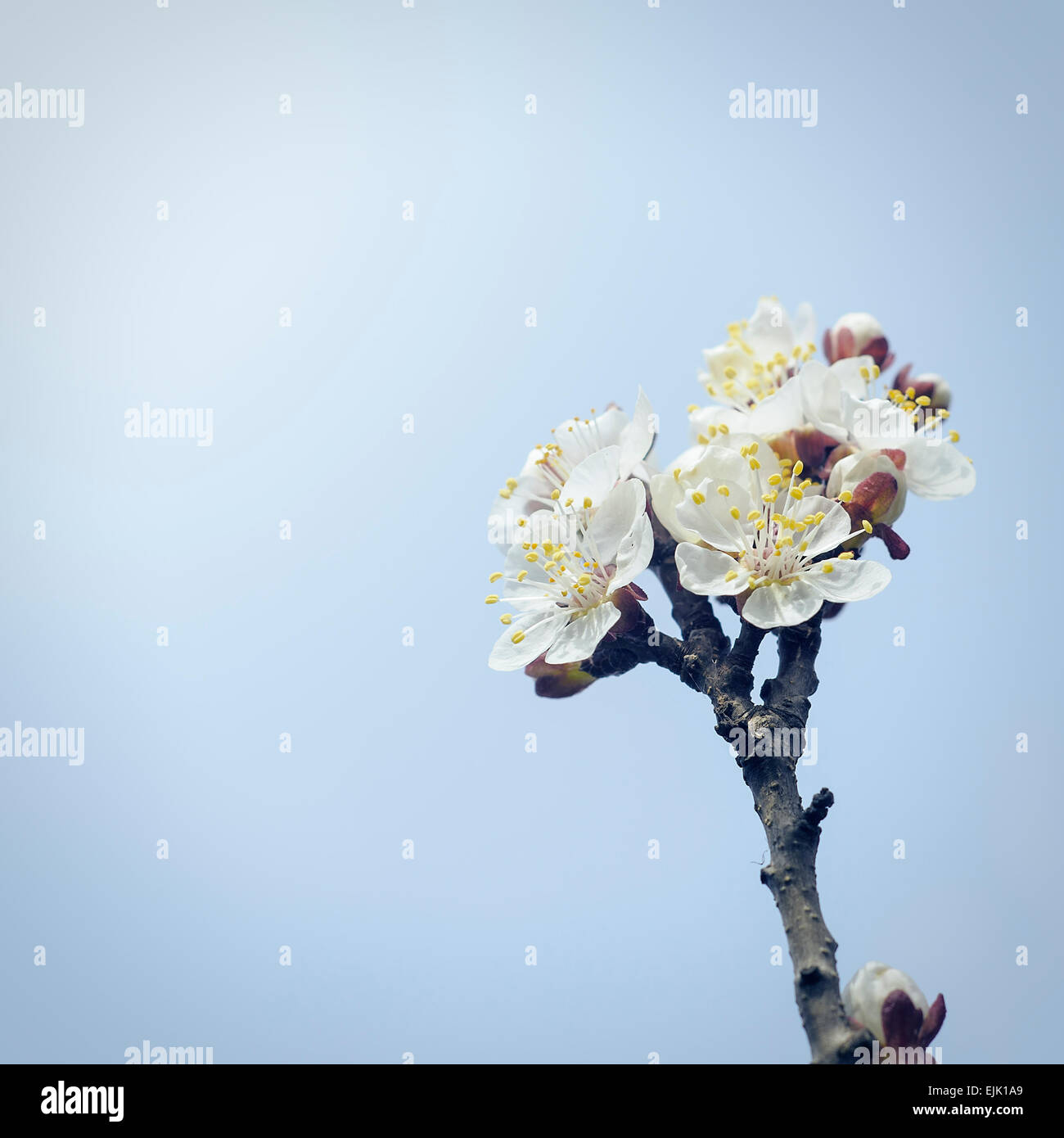 Flower park outdoor hi-res stock photography and images - Alamy
