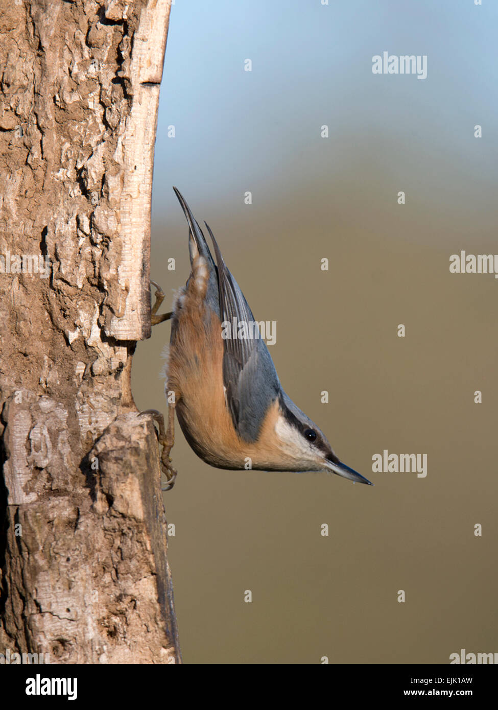 Nuthatch. (Sitta europaea). Stock Photo