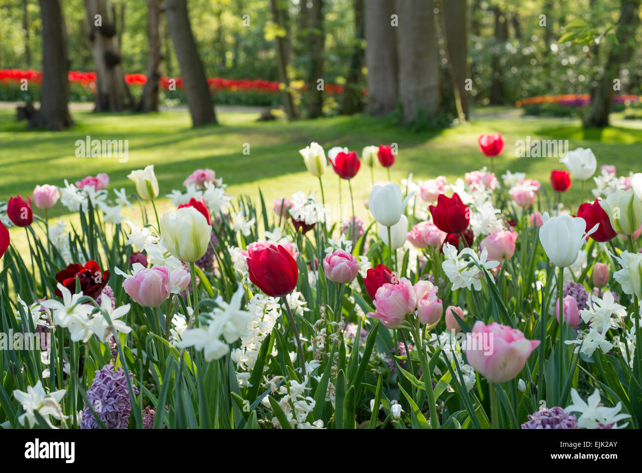 Spring flower bed with pink, red and white tulips (Tulipa) and white narcissus in a park Stock Photo