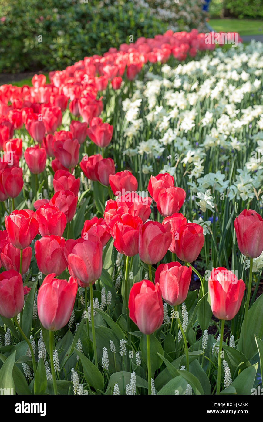 Flower bed with red tulips (Tulipa) in spring time Stock Photo - Alamy