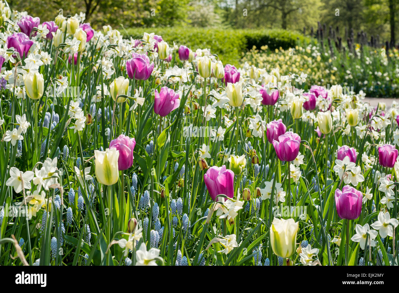 Spring flower bed with pink, magenta and white tulips (Tulipa) and white narcissus in a park Stock Photo