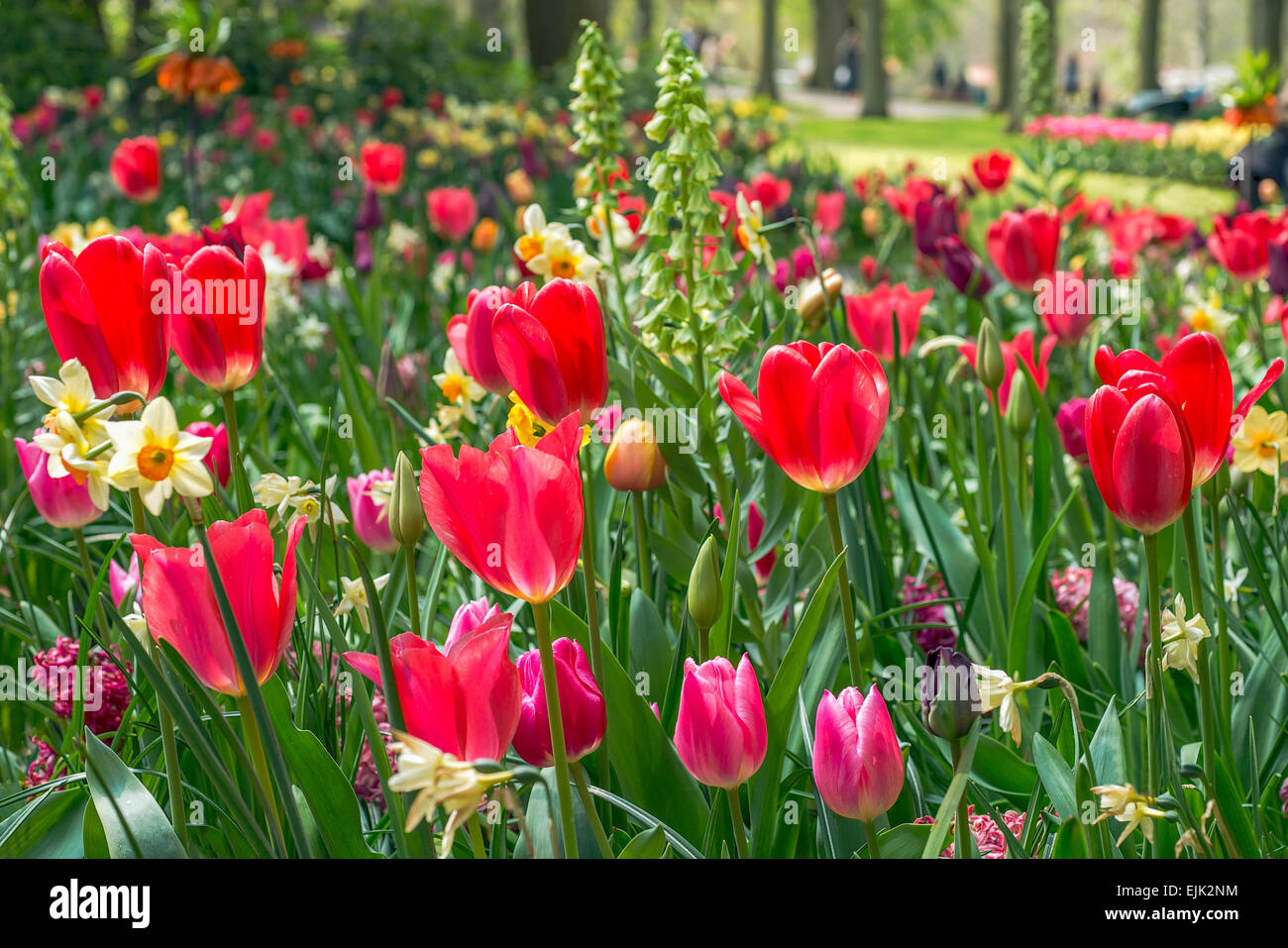 Flower bed with red tulips (Tulipa) in spring time Stock Photo