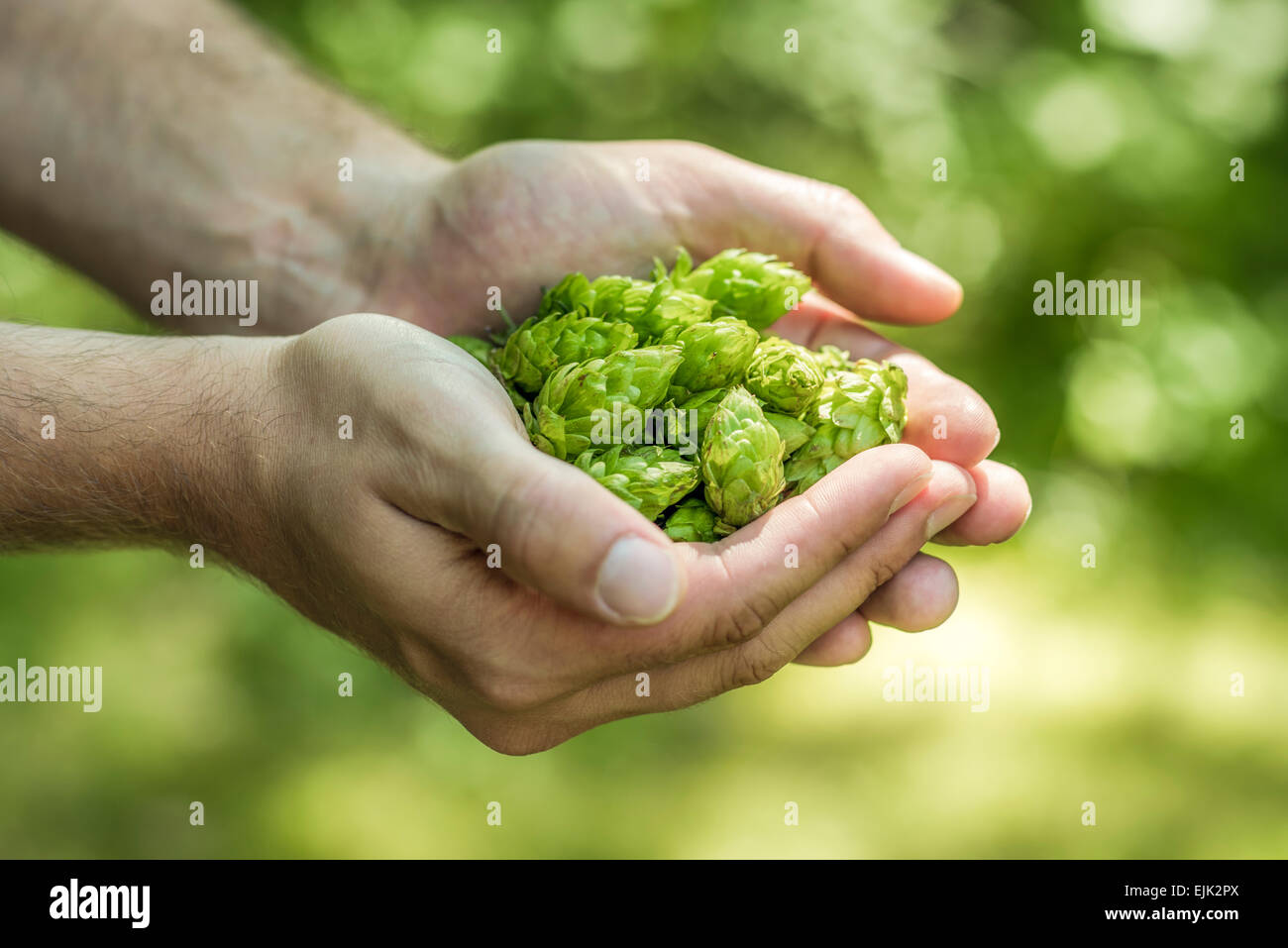 Hop umbels (Humulus lupulus) in hands Stock Photo
