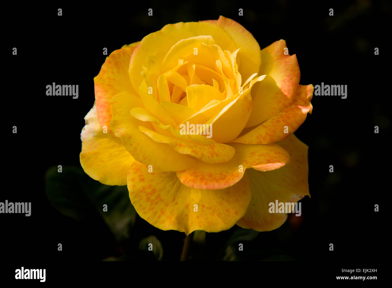 Beautiful Yellow Rose Against A Dark Background Stock Photo