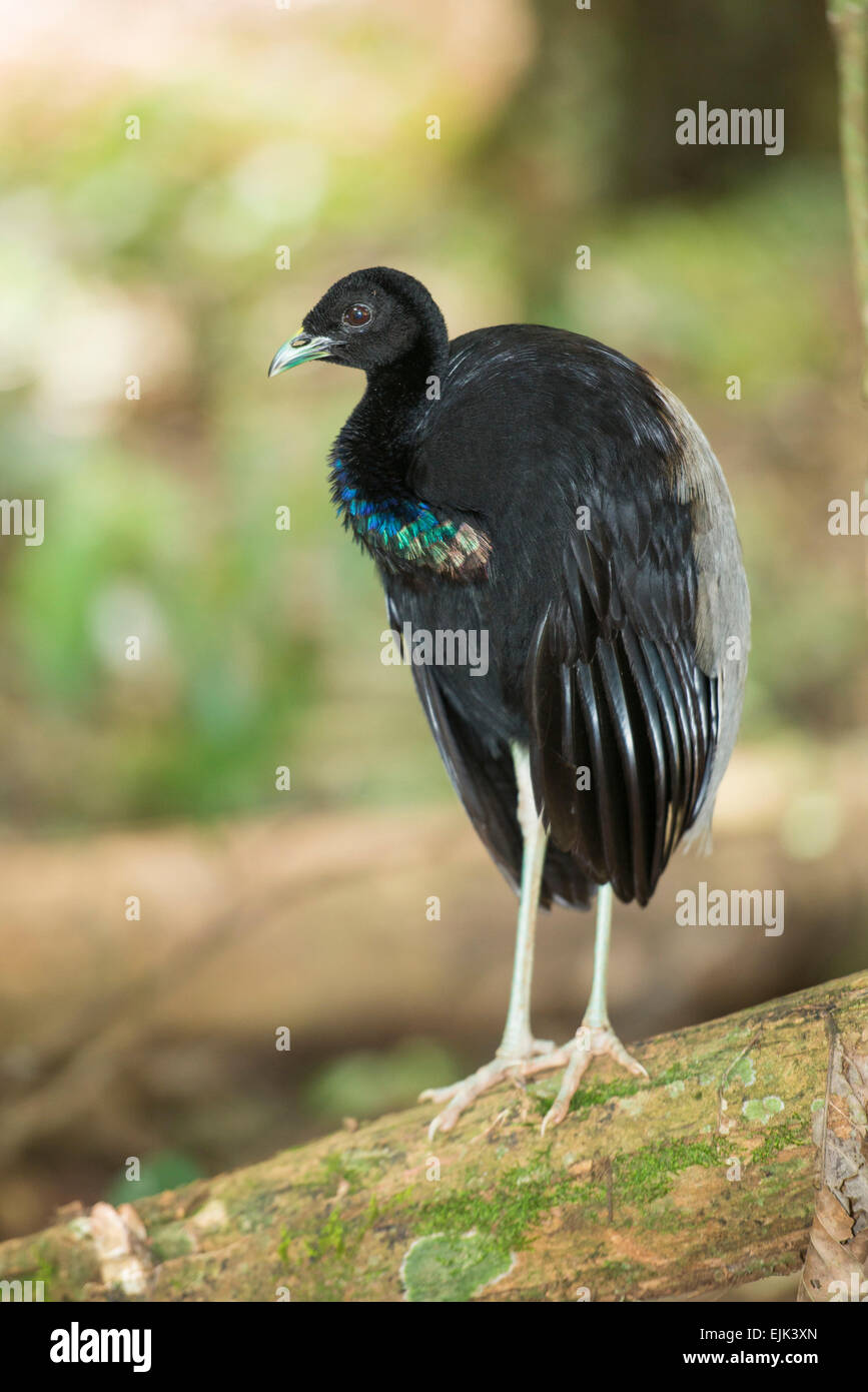 Greywinged Trumpeter (Psophia crepitans), Brownsberg Nature Reserve