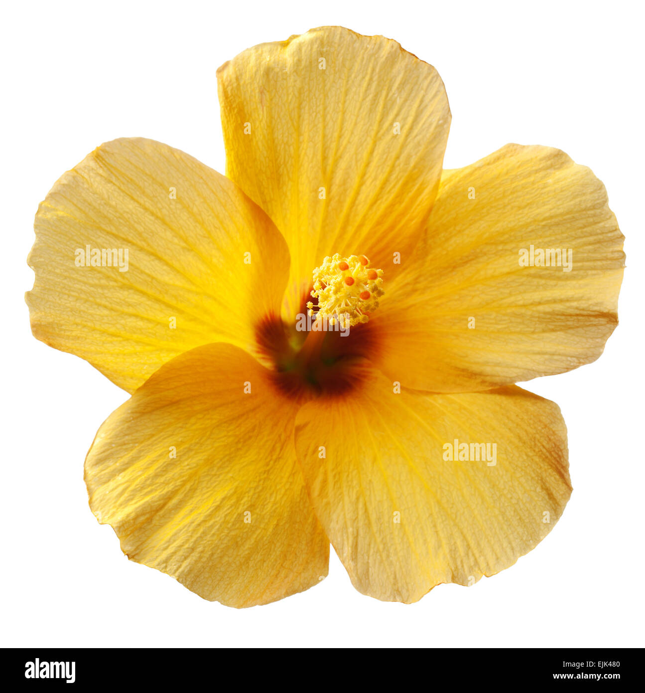 Tropical Yellow Hibiscus Flower on White Background Stock Photo