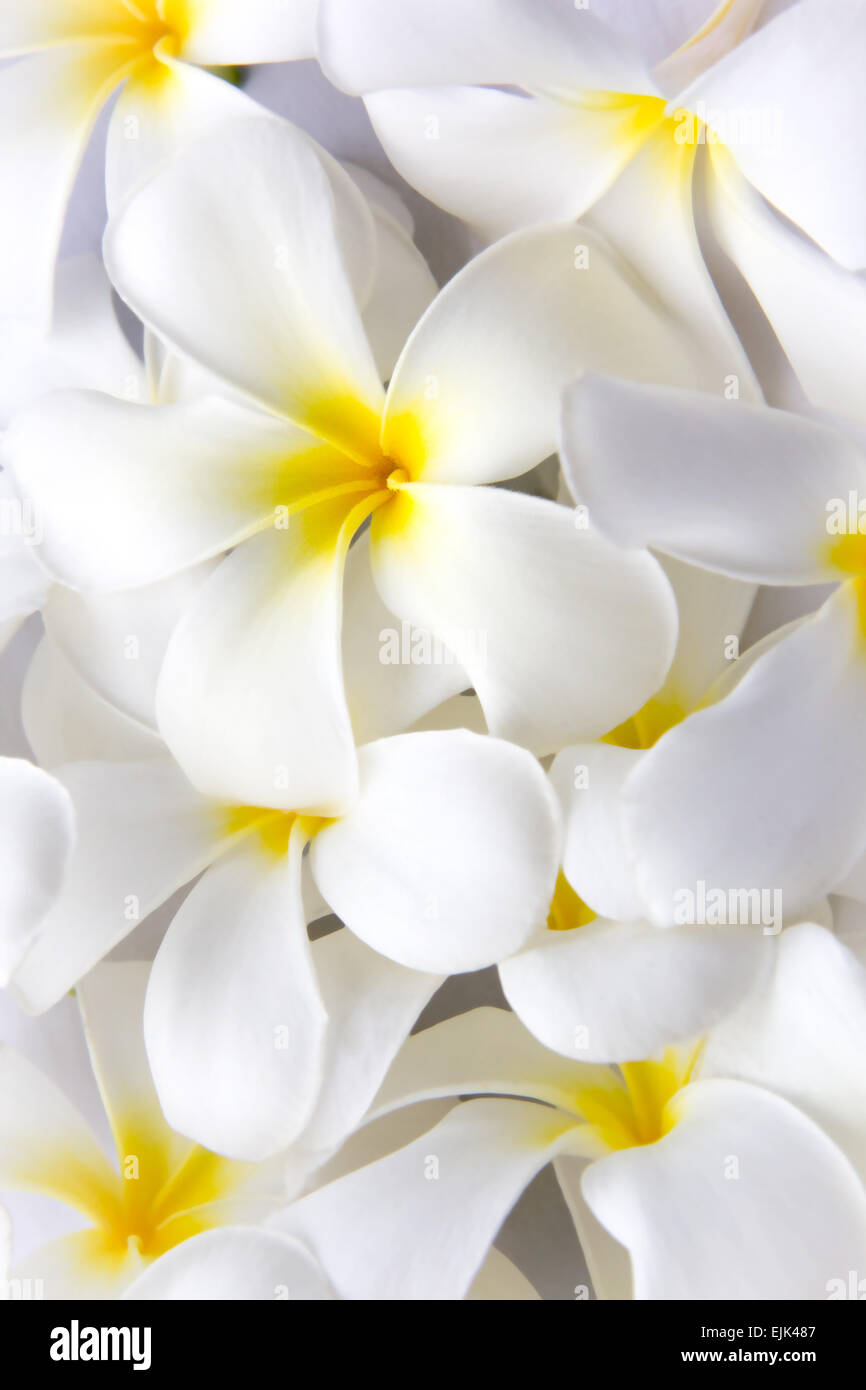 White Plumeria Tropical Frangipani Flower Background Stock Photo