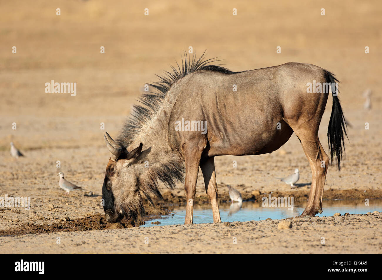 Blue wildebeest (Connochaetes taurinus) at a waterhole, Kalahari desert, South Africa Stock Photo