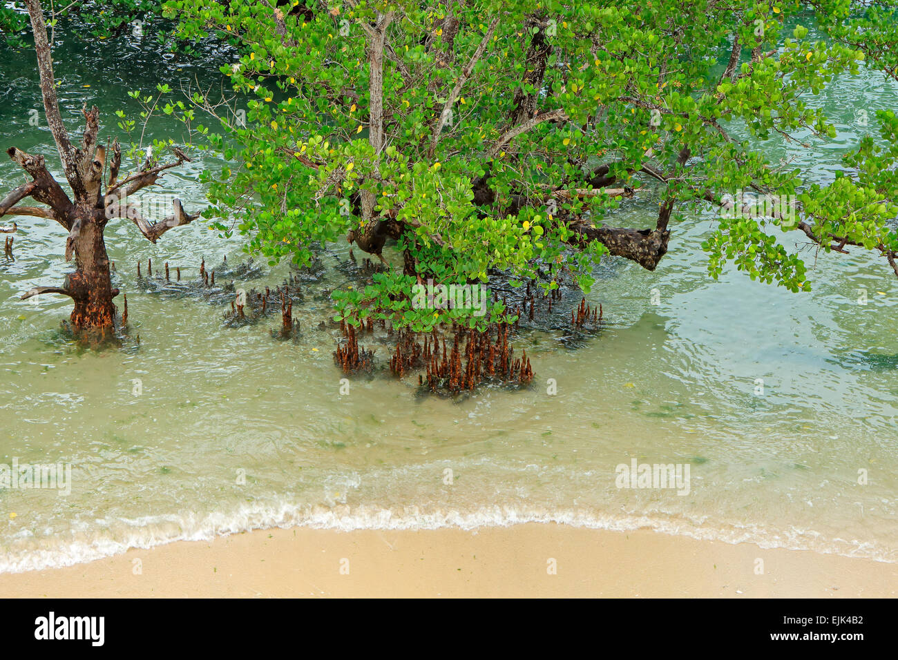 Mangrove trees on the tropical coast of Zanzibar island Stock Photo