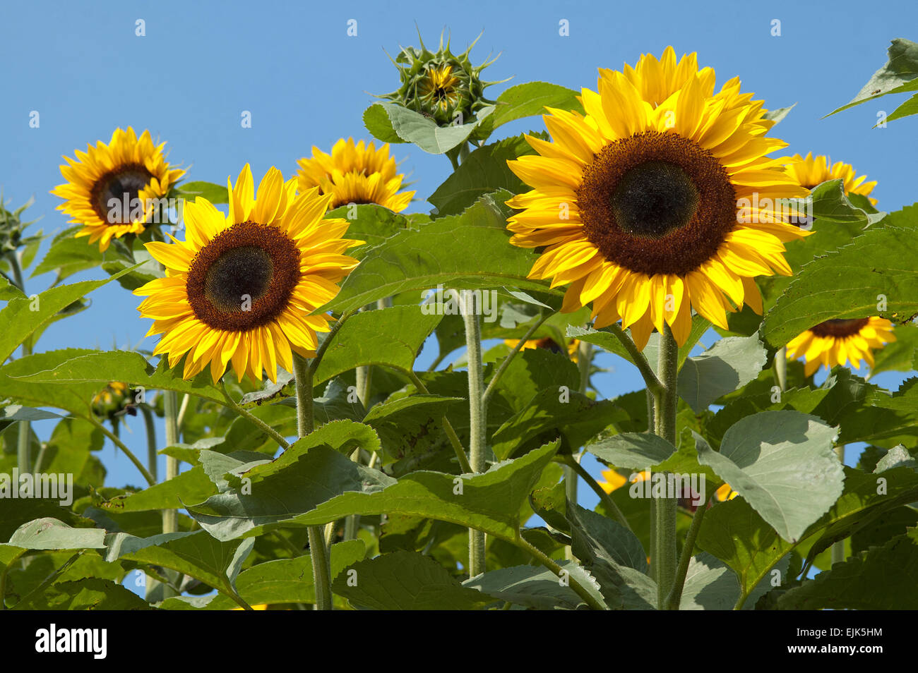 sunflower in field Stock Photo - Alamy