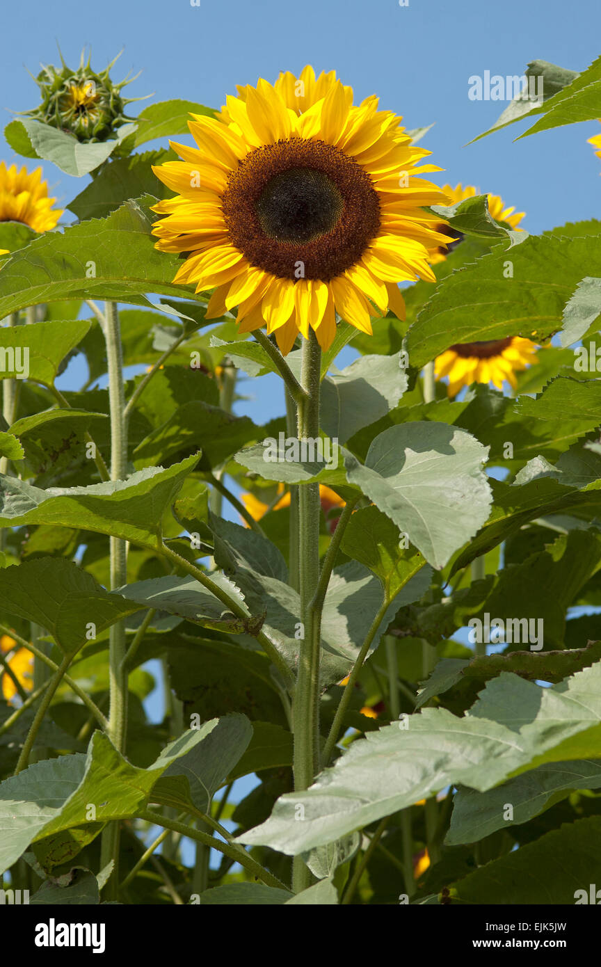 sunflower in field Stock Photo - Alamy