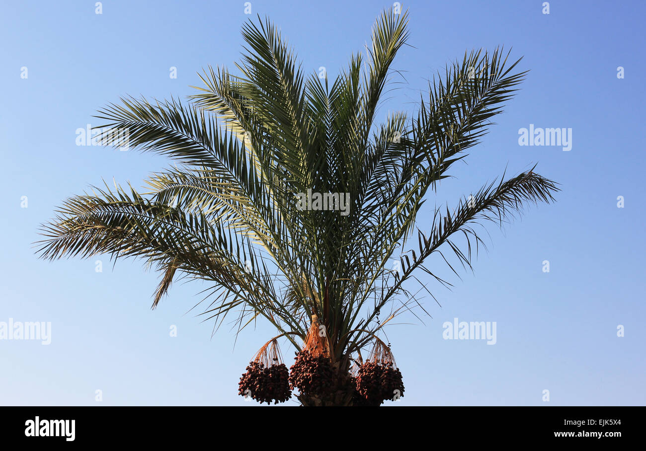 Palm tree on blue sky background Stock Photo - Alamy