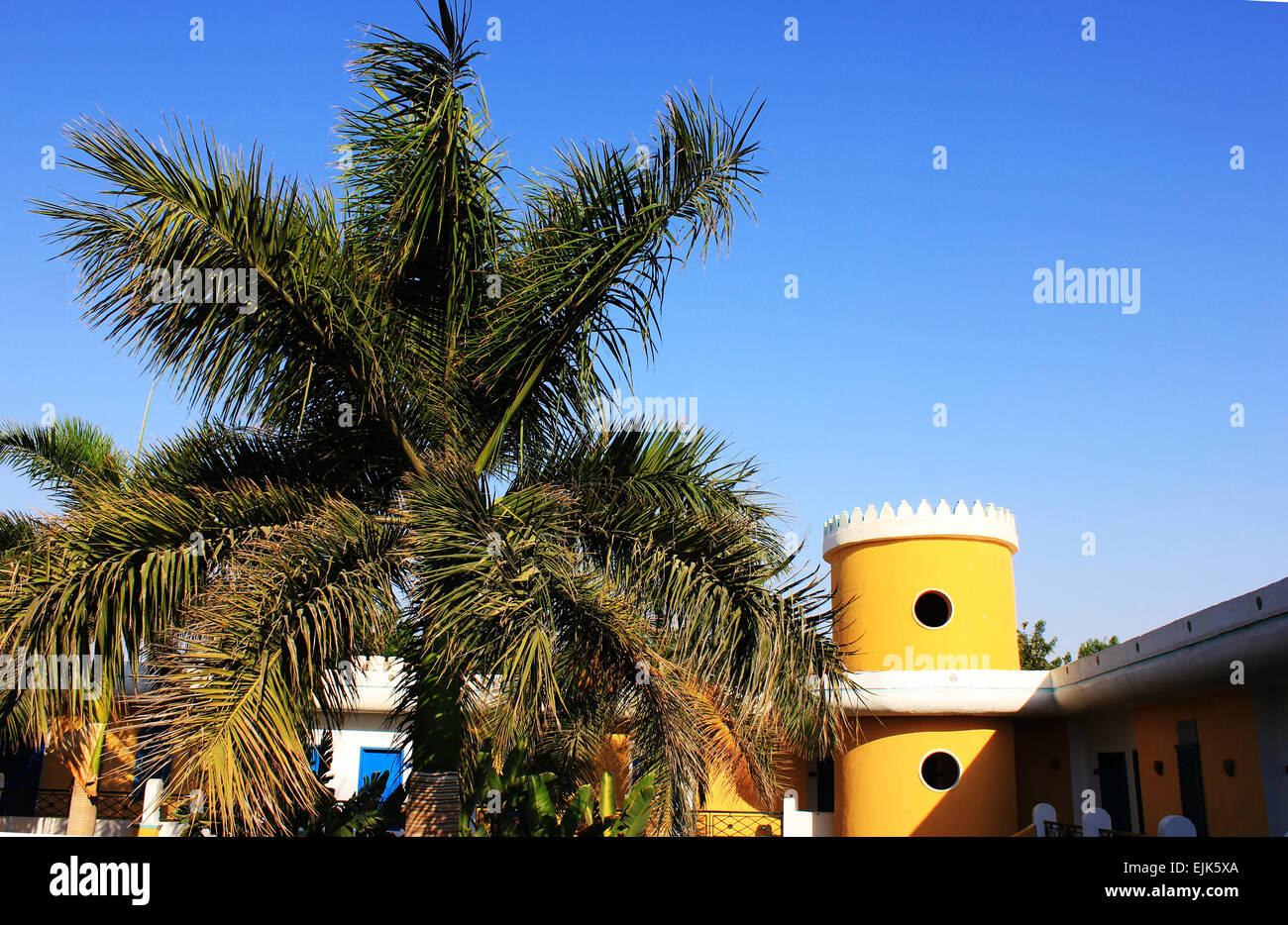 Palm tree on blue sky background Stock Photo - Alamy