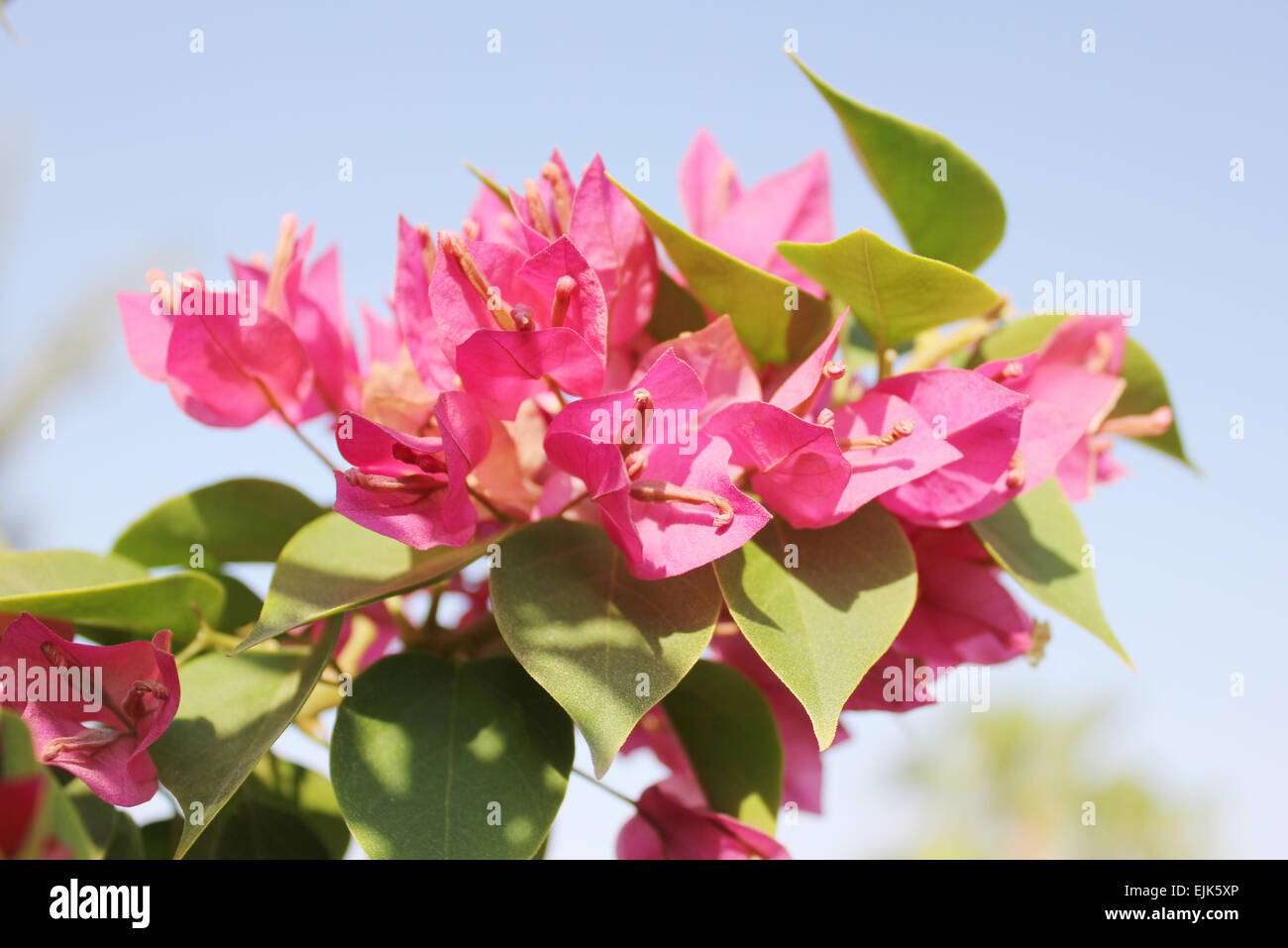 Pink flowers at sun light Stock Photo - Alamy