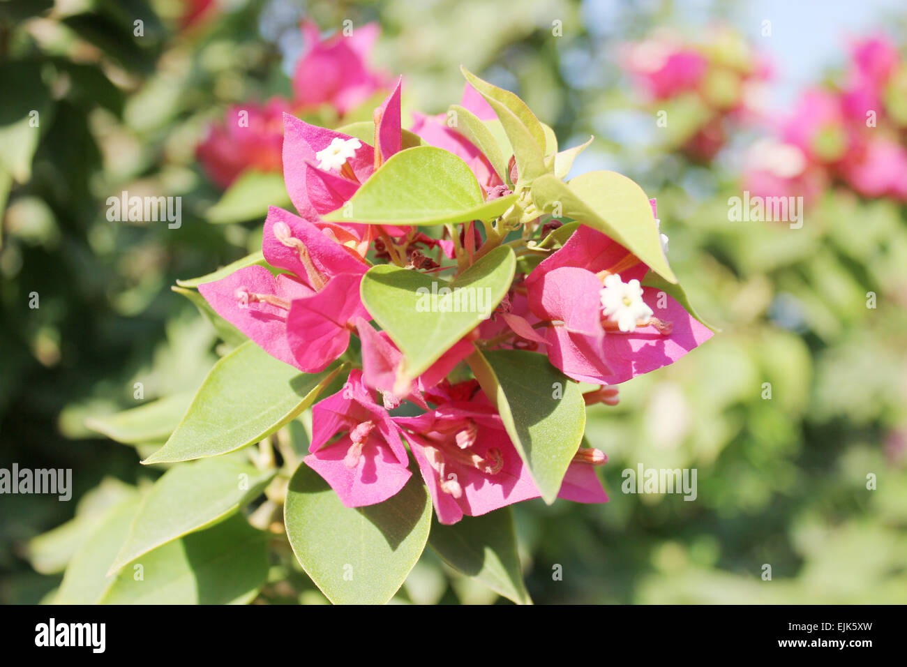 Pink Flowers at sun light Stock Photo - Alamy