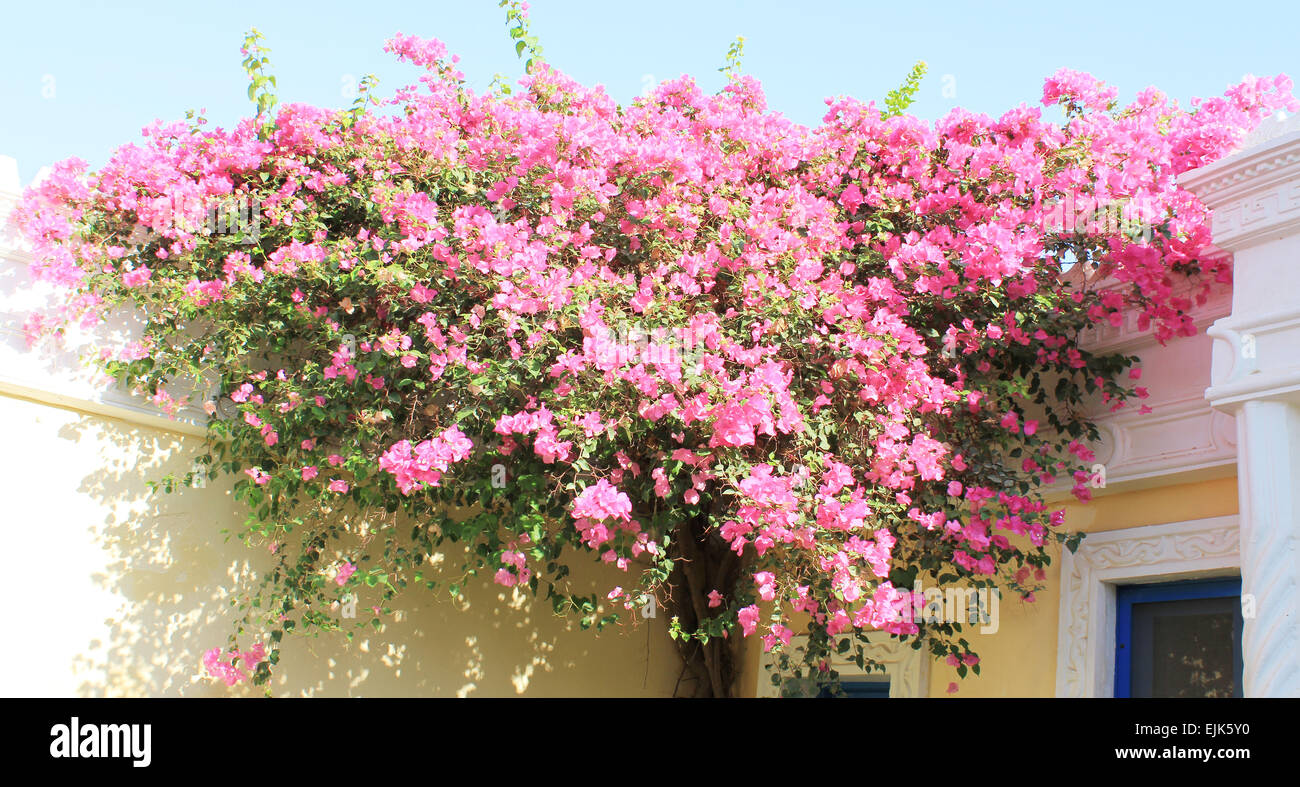 Pink Flowers at sun light Stock Photo - Alamy