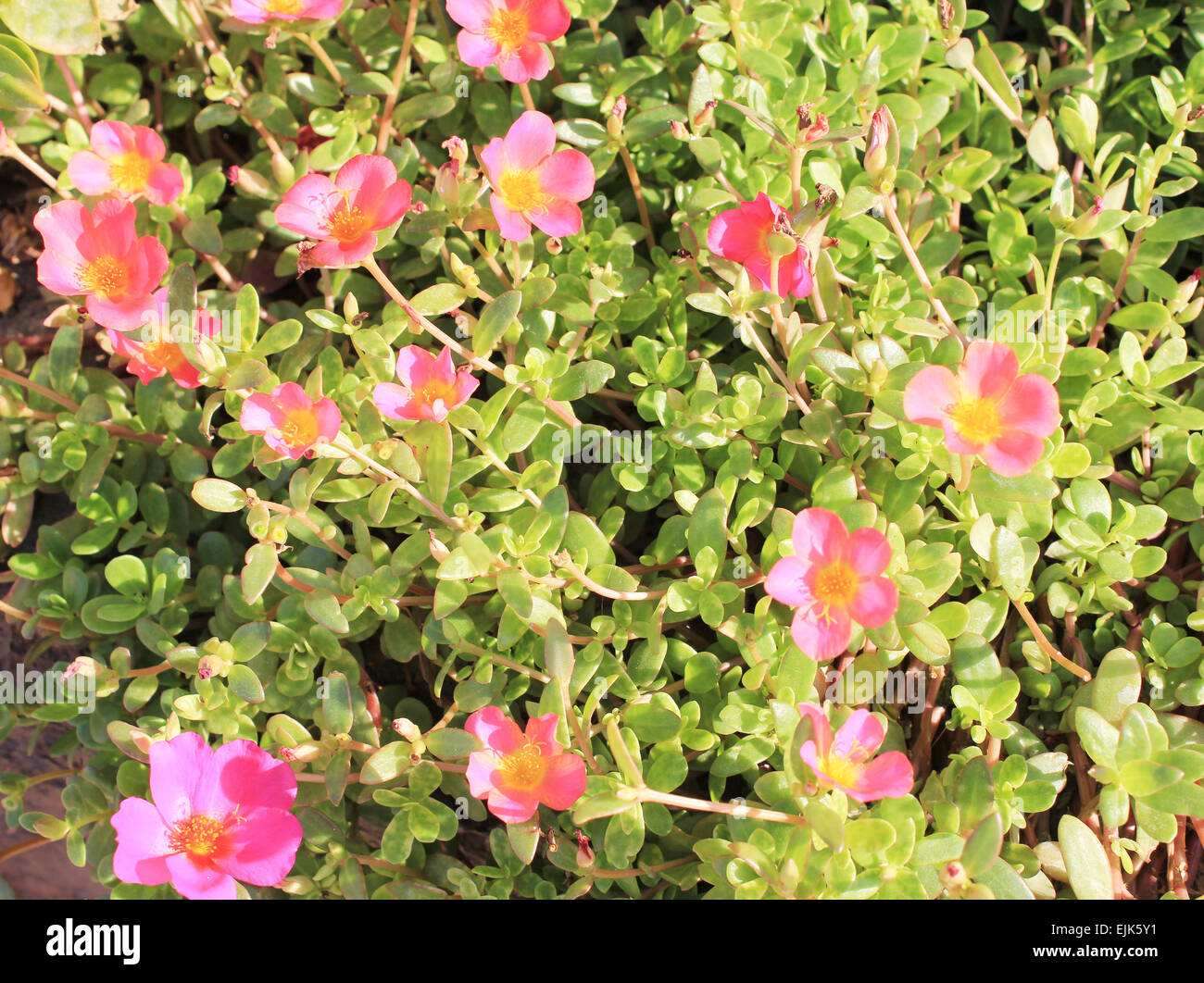 Pink Flowers at sun light Stock Photo - Alamy