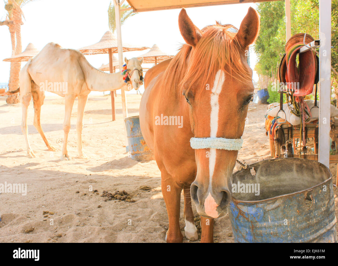 Horse and Camel Stock Photo Alamy