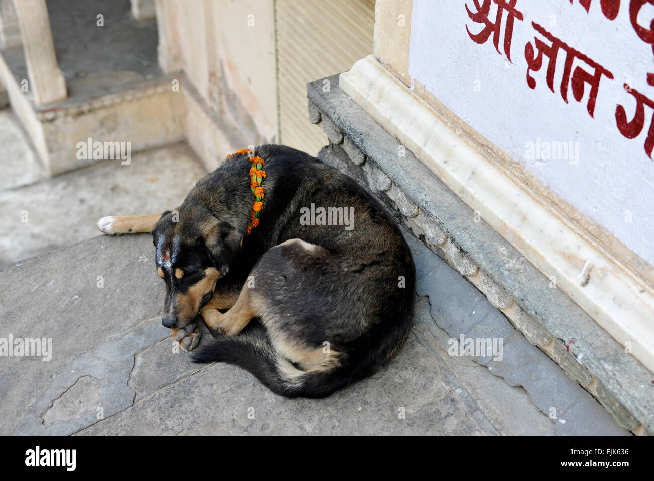 Dog sleeping in the Monkey Temple (Galwar Bagh), Jaipur India Stock Photo