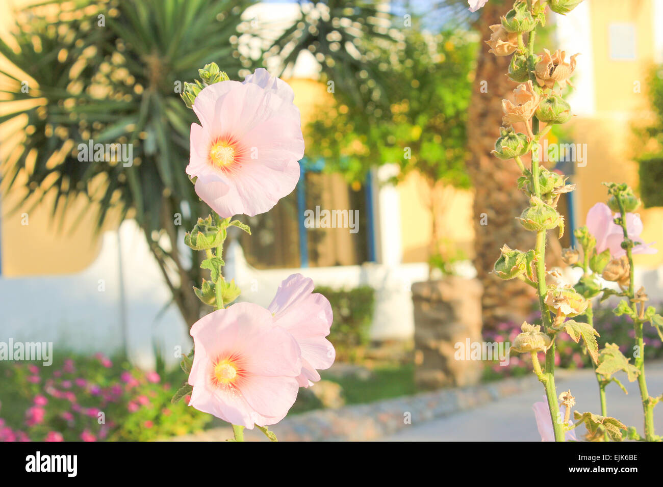 Pink Flowers at sun light Stock Photo - Alamy