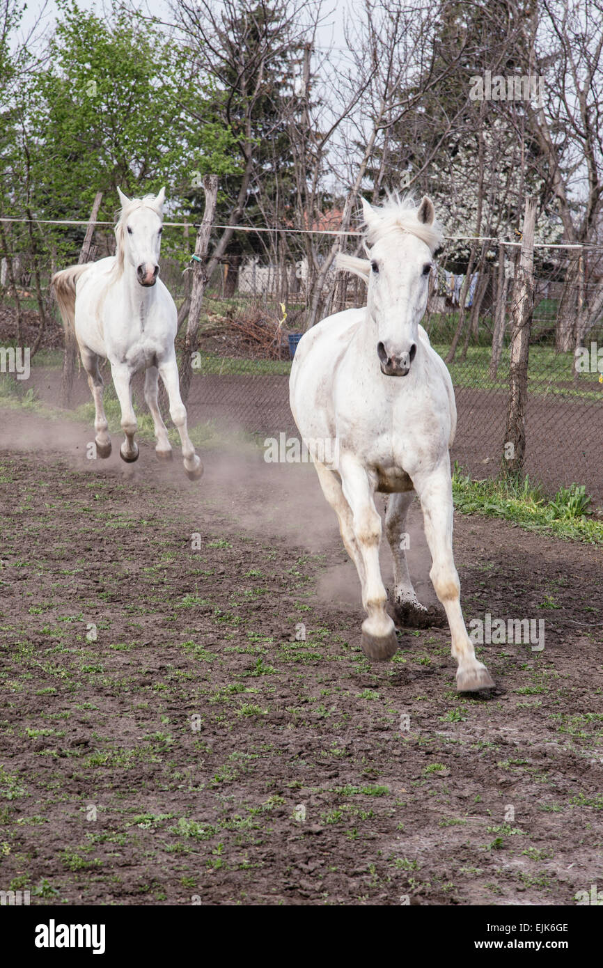 Portrait of beautiful gray shire horse Stock Photo