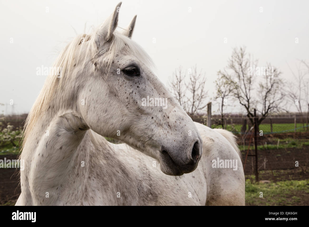 Portrait of beautiful gray shire horse Stock Photo