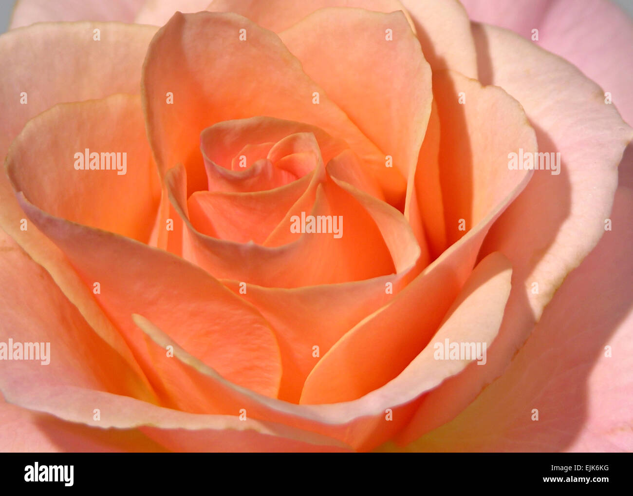 closeup pink rose Stock Photo - Alamy
