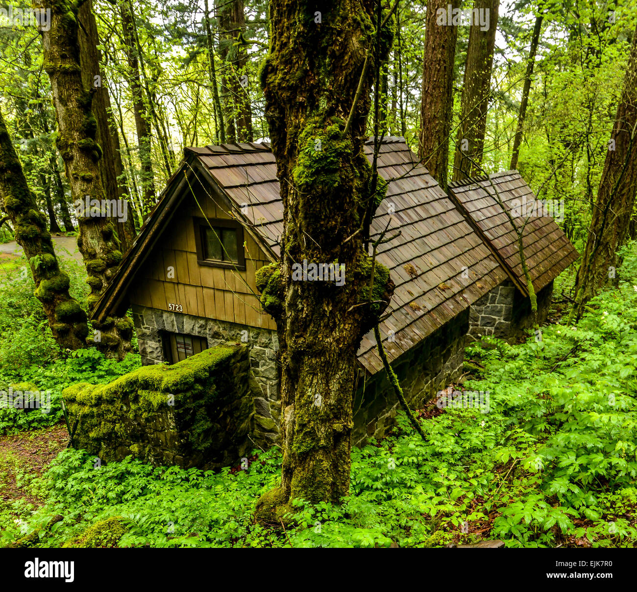Oregon rain forest hires stock photography and images Alamy