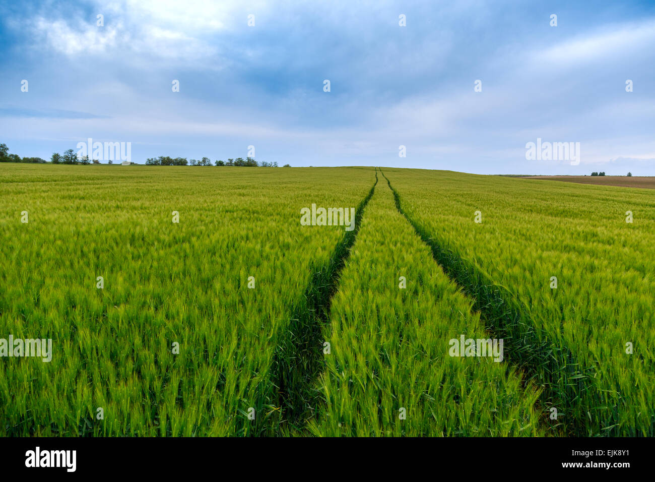 Green fields of wheat hi-res stock photography and images - Alamy
