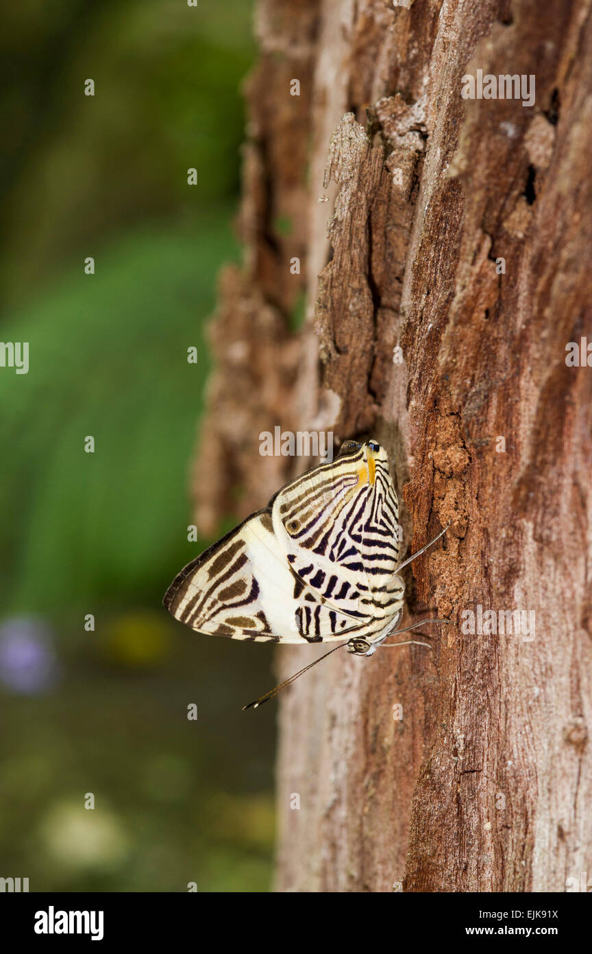 Dirce beauty, Colbura dirce, Neotropical butterfly park, Suriname Stock Photo