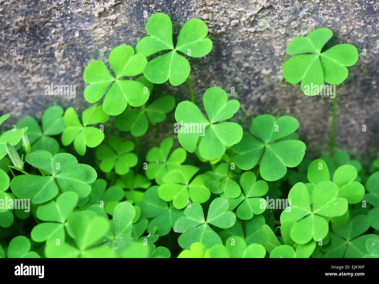 Background of lush green clover leaves Stock Photo
