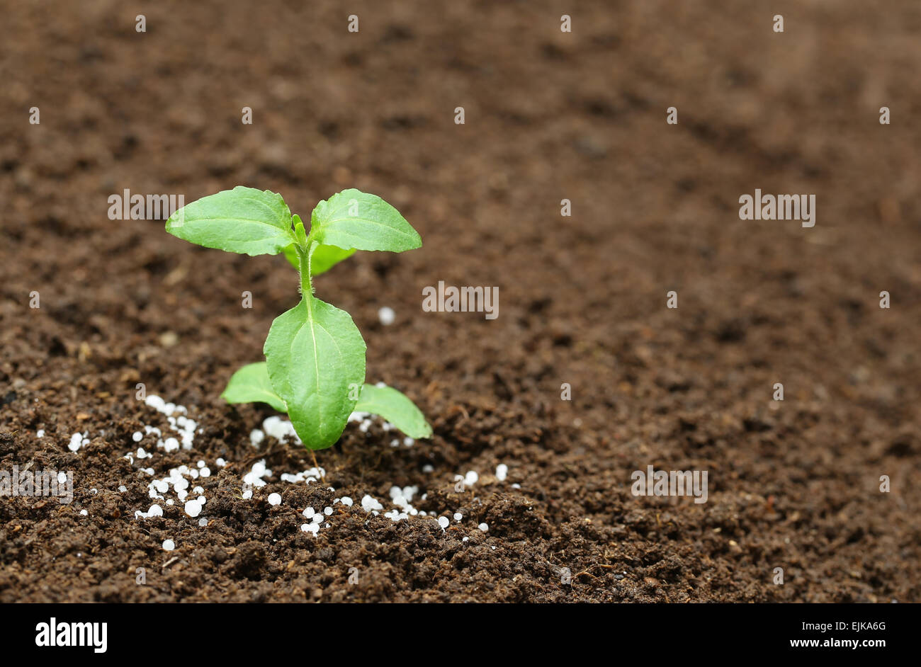 Close up of a holy basil plant in fertile soil with chemical fertilizer Stock Photo Alamy