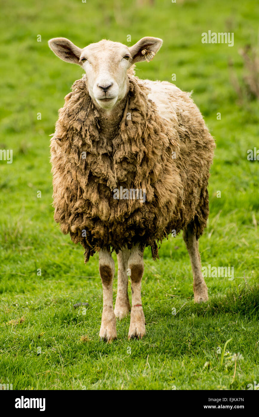 A sheep grazing the grounds of the Mt Angel Abbey Monastery - Oregon Stock Photo