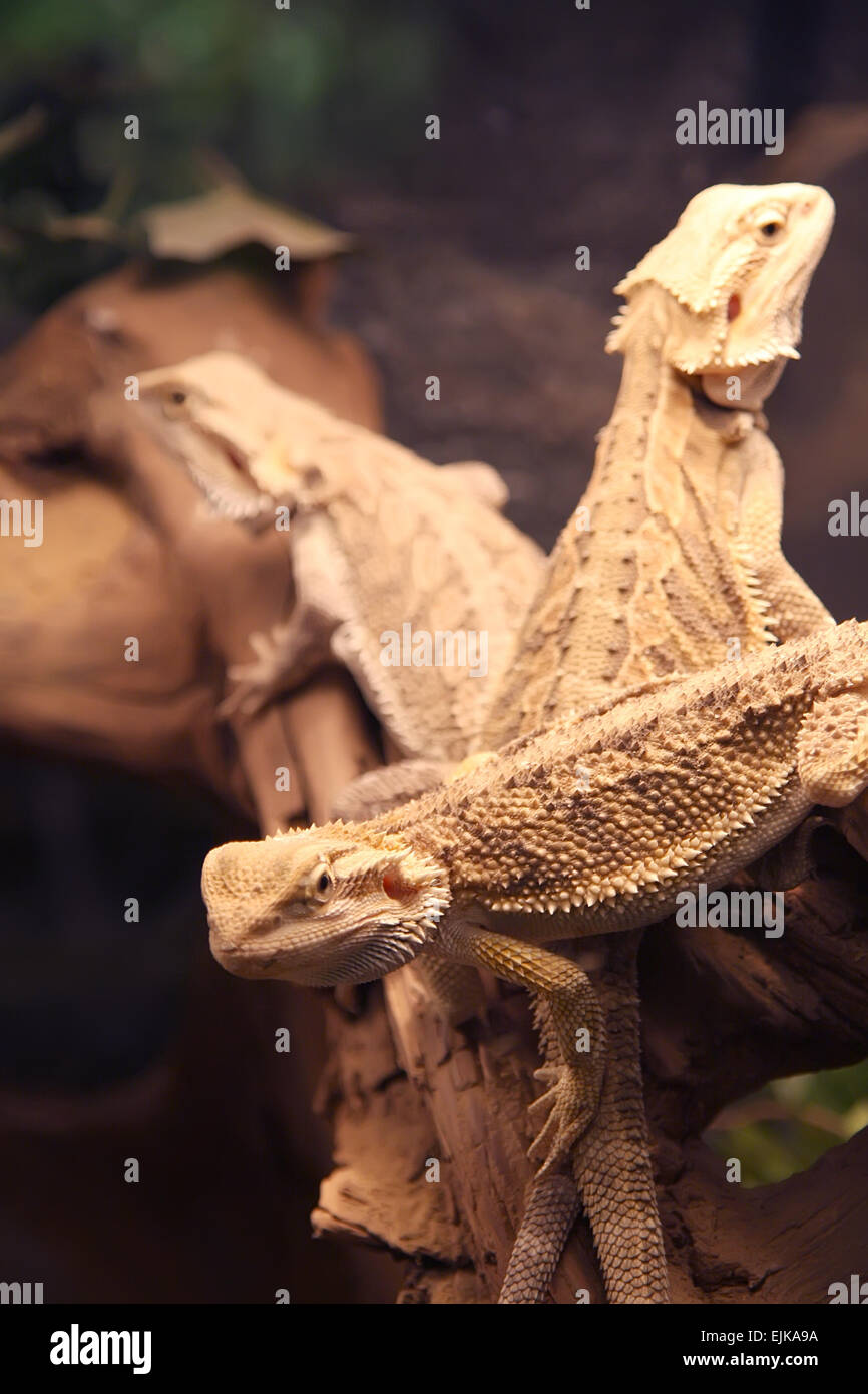 Group lizards hi-res stock photography and images - Alamy