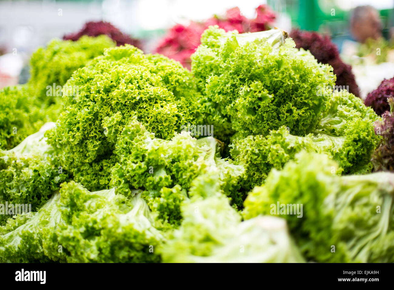 Close up view at the green salad Stock Photo