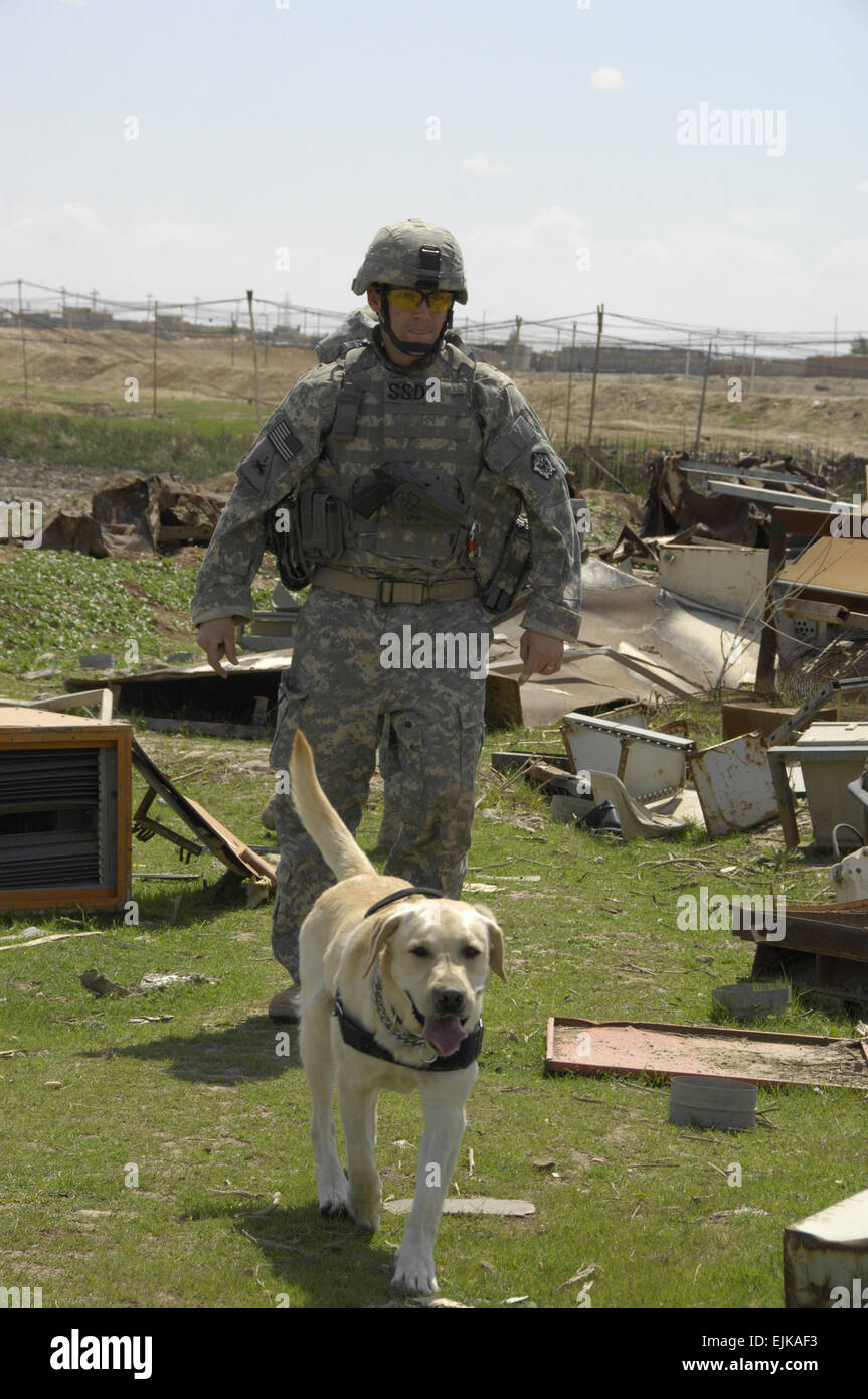 A U.S. Army Soldier and his working dog Lucky conduct a search for explosive devices in an area covered in disposed metal April 2, 2008, in Al Sinaa, Iraq. The canine team is assisting U.S. Soldiers from 1st Battalion, 8th Infantry Regiment, 3rd Brigade Combat Team, 4th Infantry Division.  Pfc. Sarah De Boise Released Stock Photo