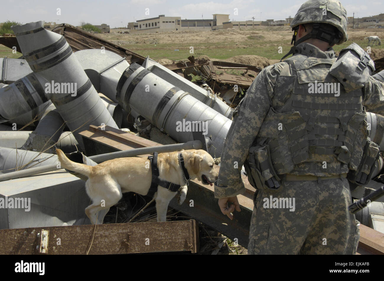 A U.S. Army Soldier and his working dog Lucky conduct a search for explosive devices in an area covered in disposed metal April 2, 2008, in Al Sinaa, Iraq. The canine team is assisting U.S. Soldiers from 1st Battalion, 8th Infantry Regiment, 3rd Brigade Combat Team, 4th Infantry Division.  Pfc. Sarah De Boise Stock Photo