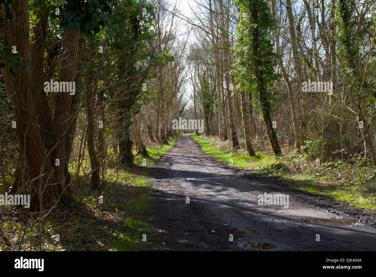 The Derwent Walk Railway Path and Coast to Coast cycle track, running through Priestfield Wood close to Low Friarside, Durham. Stock Photo