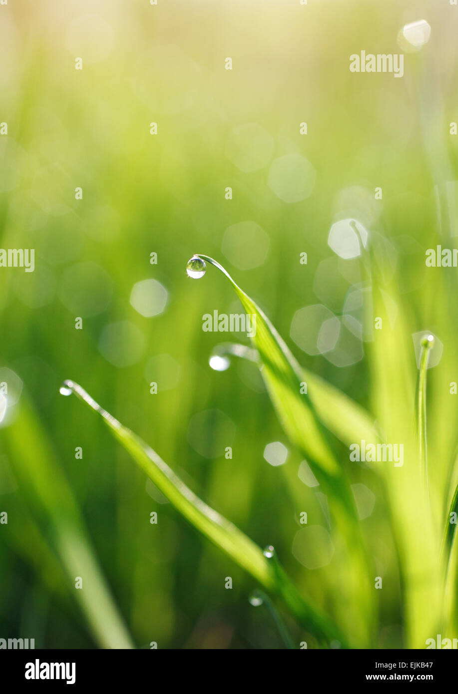 Green grass with dew drops Stock Photo - Alamy