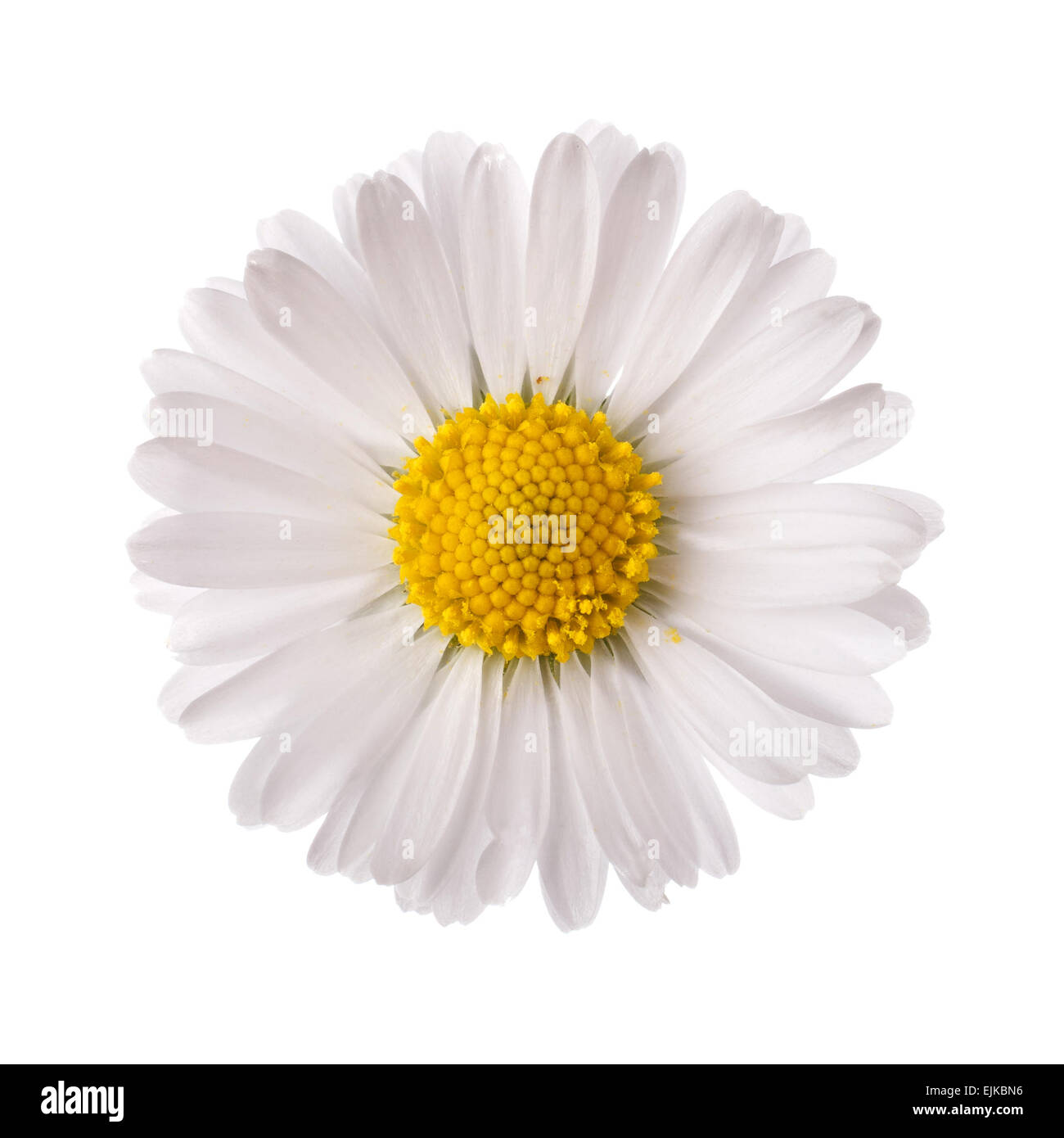White daisy flower Stock Photo