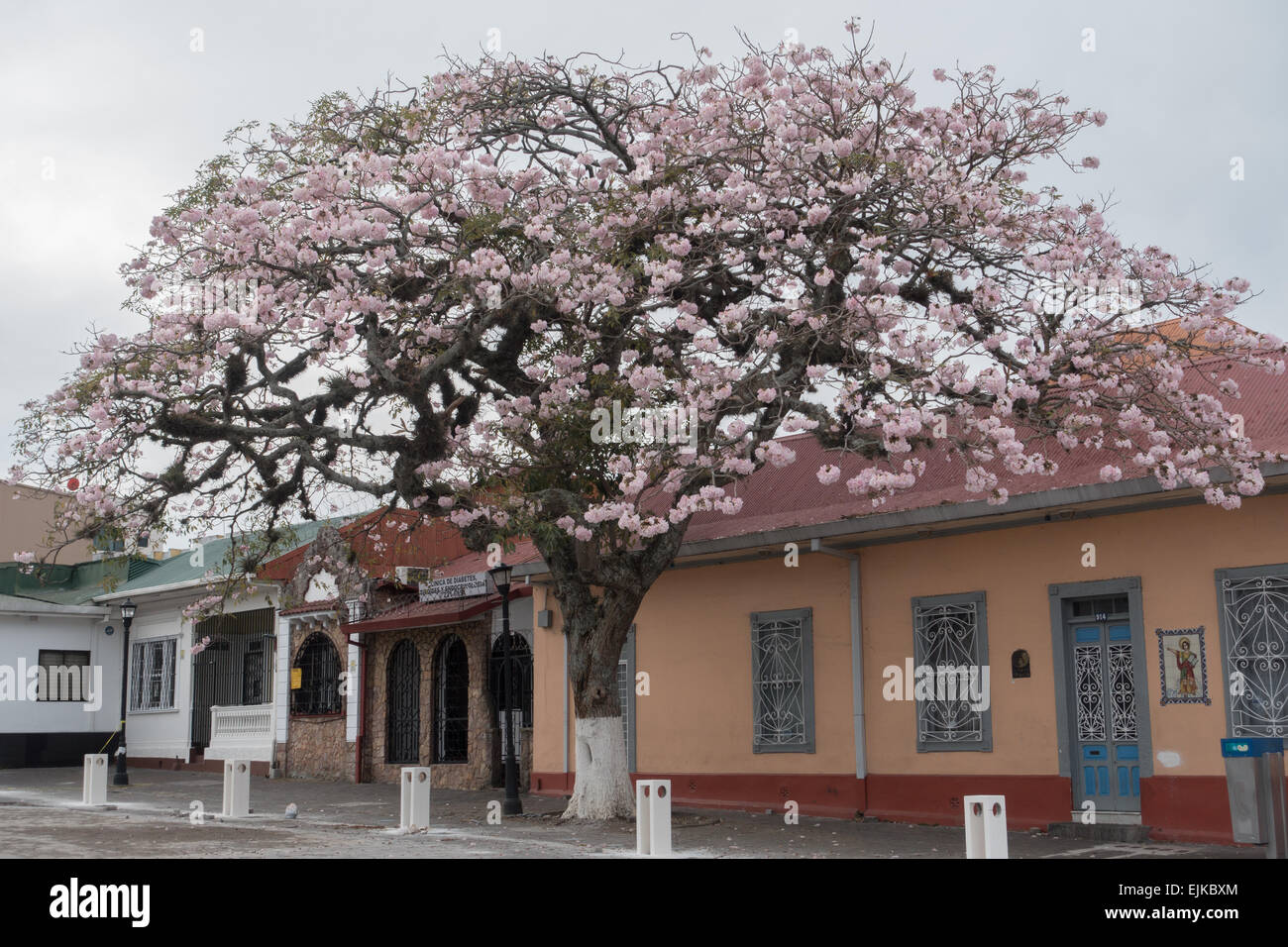 Pink trumpet tree (Tabebuia rosea) in San Jose,Costa Rica Stock Photo