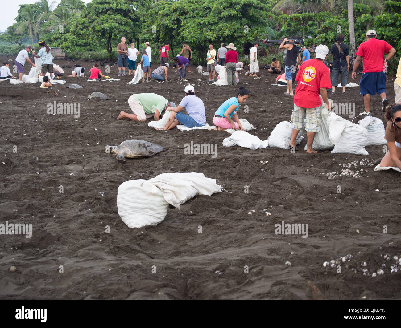 Local People Collecting Sea Turtle Eggs At Playa Ostional Costa Rica local-people-collecting-sea-turtle-eggs-at-playa-ostional-costa-rica