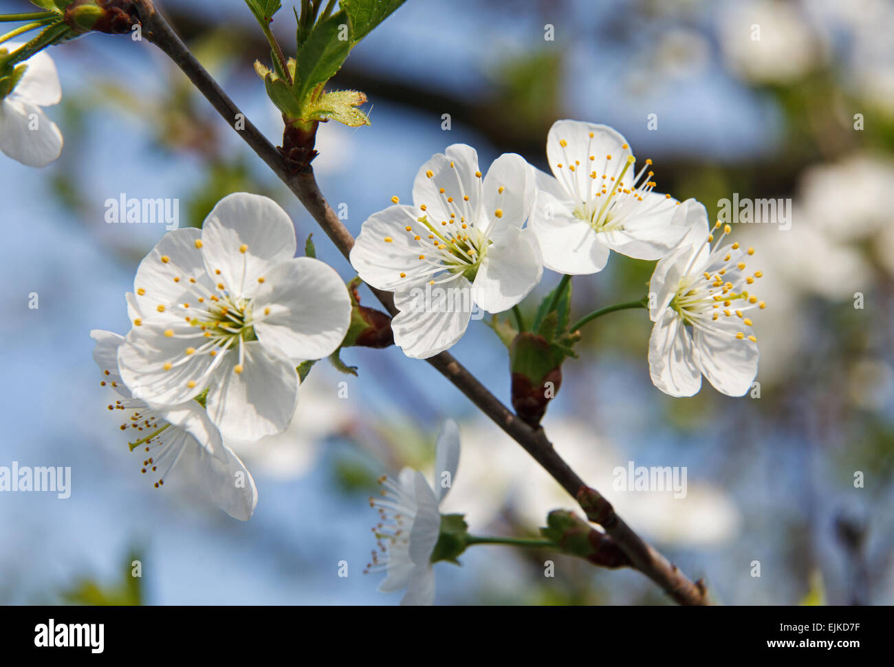 Cherry blossom tree leaf hi-res stock photography and images - Alamy