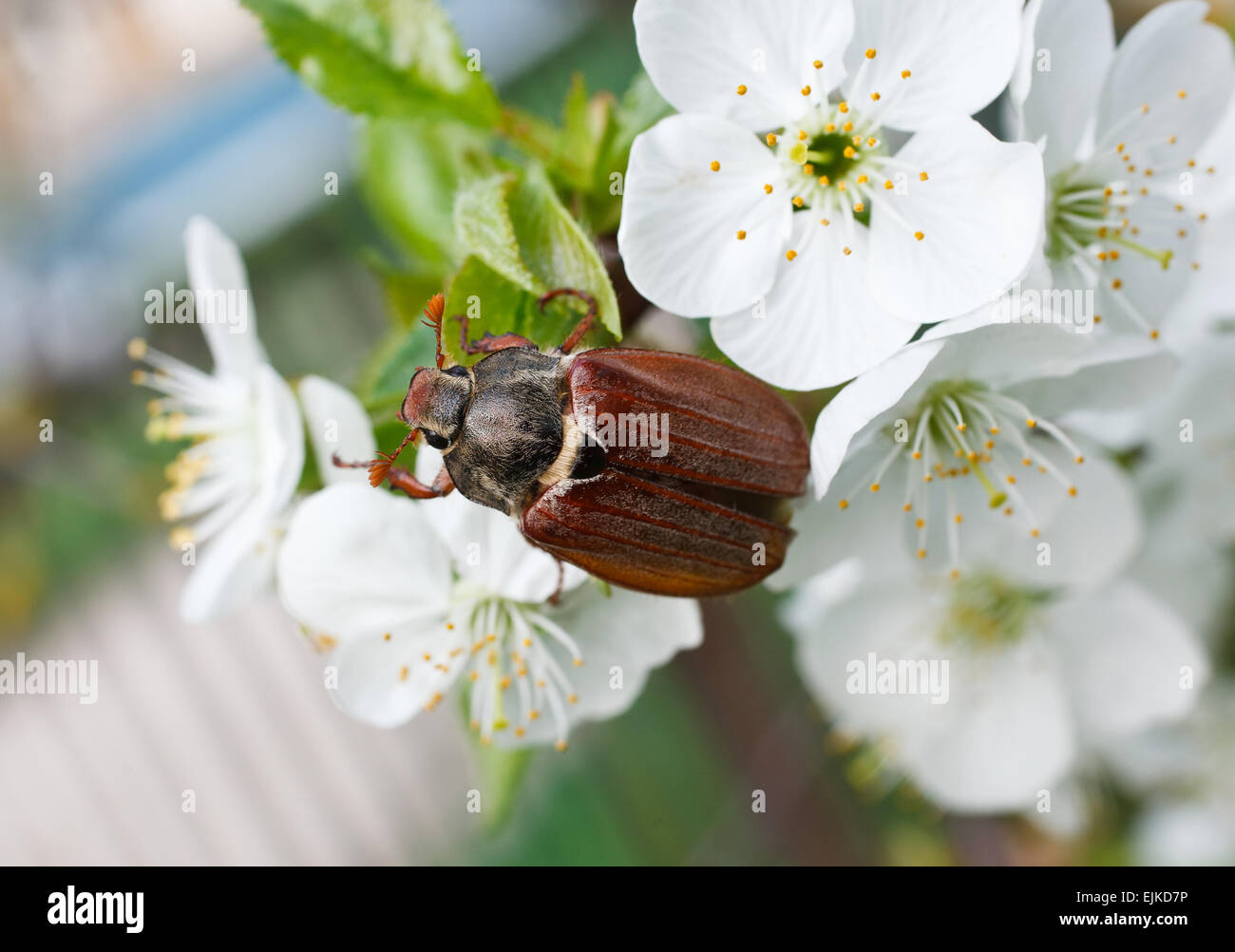 chafer Stock Photo